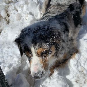 Meet your Posher, Apollo